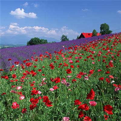 电玩舞会森林手机app下载